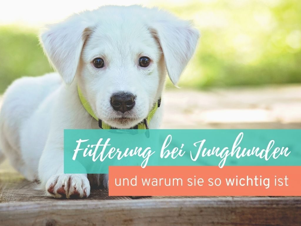 Fütterung bei Junghunden und Welpen