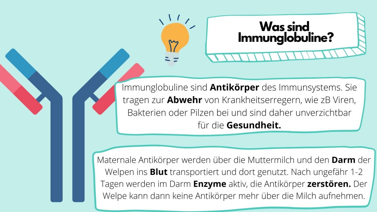 Was enthält Hundemilch (1)