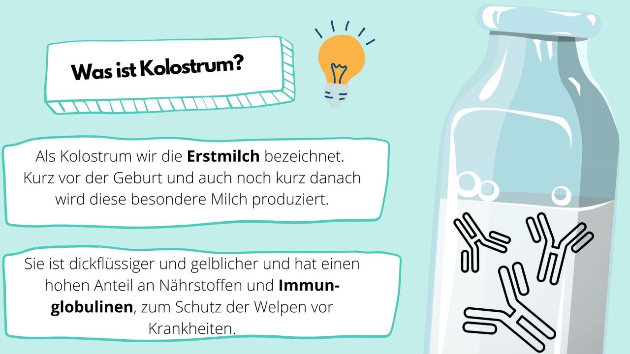 Was enthält Hundemilch