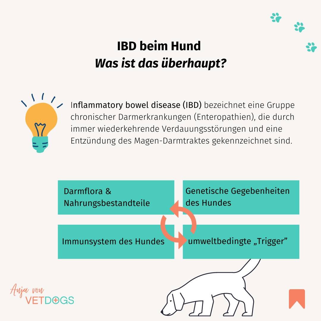 Die IBD (Inflammatory Bowel Disease) des Hundes ist eine ernstzunehmende chronische Magen-Darm-Erkrankung des Hundes 🐶 😥. 
Ich bekomme täglich mehrere Nachrichten von besorgten, betroffenen Hundehaltern. Das zeigt mir, wie wichtig es ist, sich mit dieser Krankheit auseinanderzusetzen und zu schauen, wie man die betroffenen Hunde bestmöglich unterstützen kann. Ich habe dir in der Grafik einmal die Definition und die Ursachen zusammengetragen. 

👉 Was möchtest du über IBD wissen? Welche Erfahrungen hast du mit der Krankheit gemacht?
.
.
.
#gesunderhund #hundegesundheit #tierarzttipps #tierarztwissen #hundefakten #hundeernährungung #hundeliebe #meinhund #tierheilpraktiker #barf #barfen #hundefutter #hundewissen #hundefreunde #hunde #tierarzt #onlinetierarzt #lieblingshund #herzhund #meinhund #hundephysio #hundeprofi #hundetraining #hundeernährungsberater #hundeblog #hundeblogger #vetdogs #hundeliebegrenzenlos #besterhund #fellnase