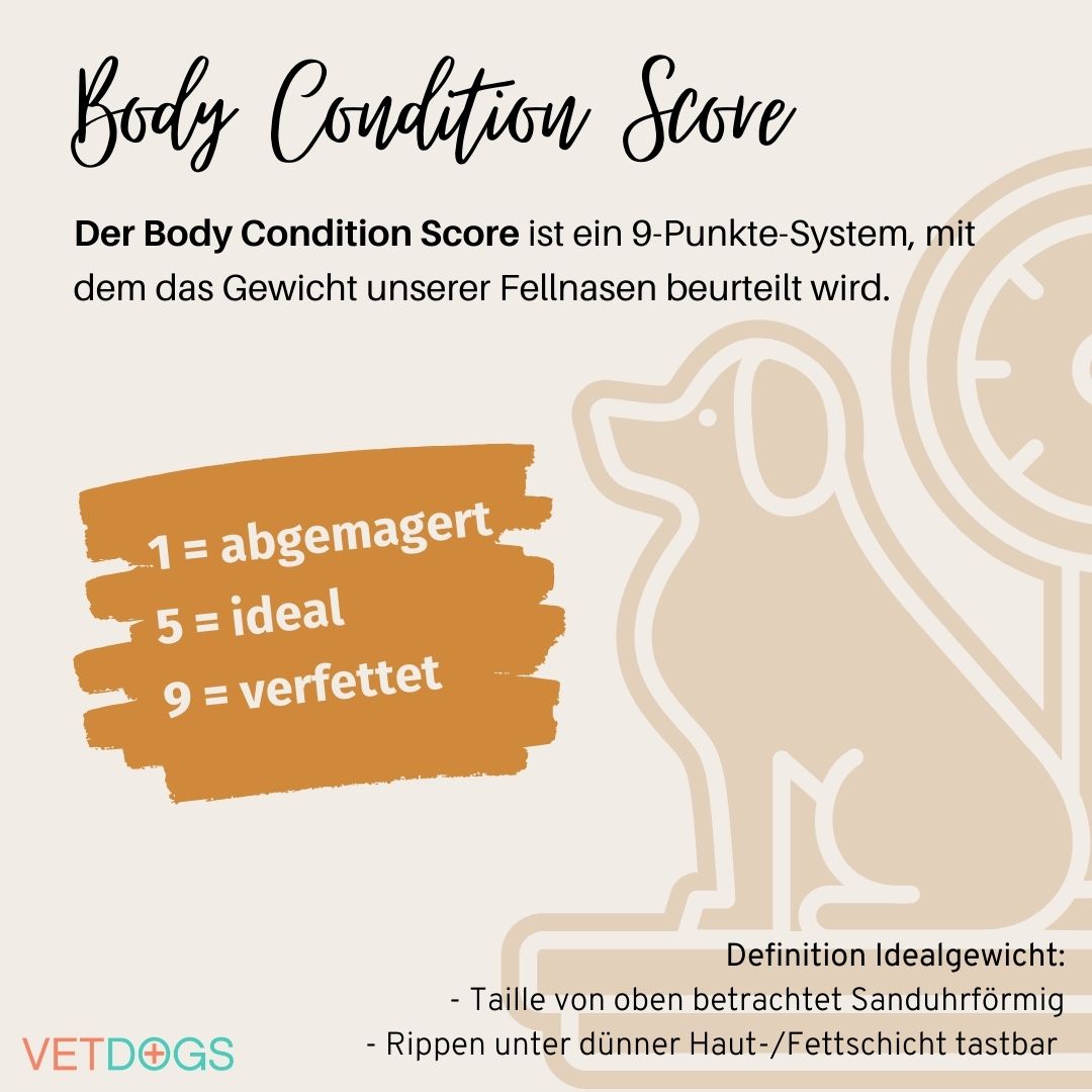 Body Condition Score Hund