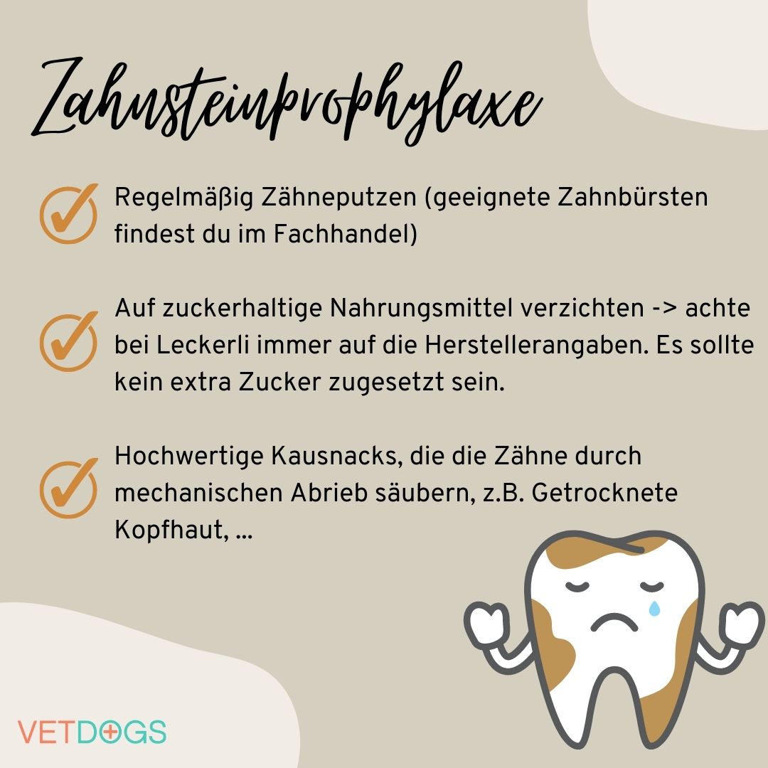 Gesunde Zähne beim Hund