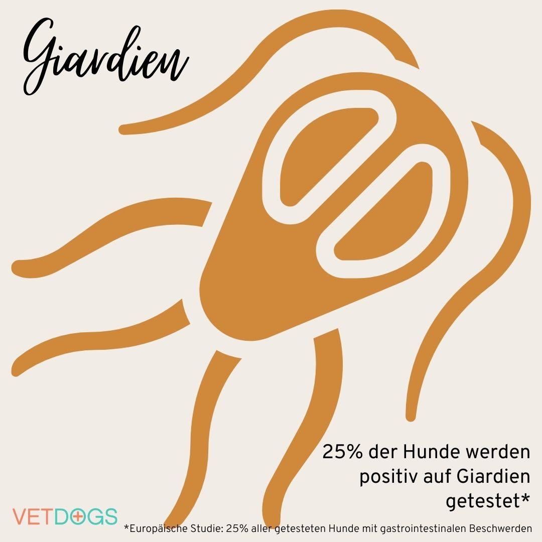 Giardien beim Hund