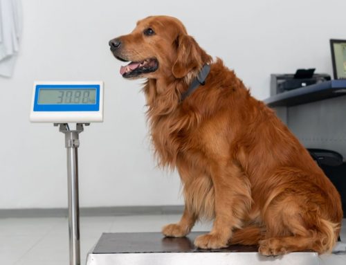 Plötzlicher Gewichtsverlust: Was fehlt dem Hund?