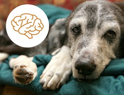 Demenz bei Hunden – Daran erkennst du sie