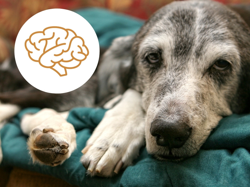 Demenz beim Hund Headergrafik