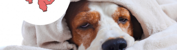 Chronischer-ständiger-Durchfall-beim-Hund