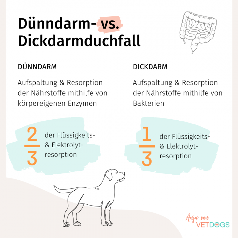 Chronischer Durchfall beim Hund Das MUSST du darüber wissen (Einteilung, Diagnostik