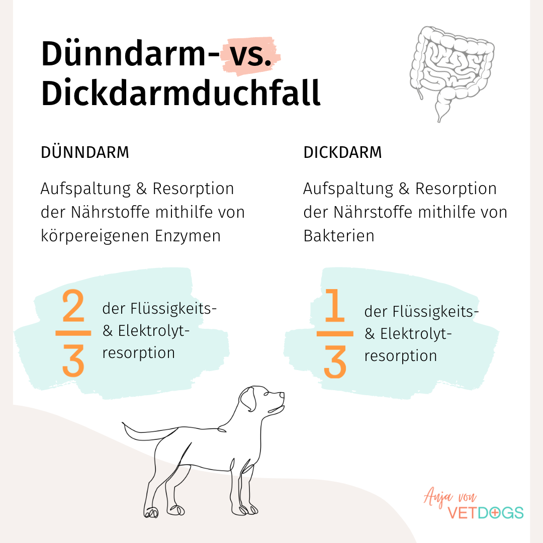 Dickdarm-und-Dünndarm-Durchfall-beim-Hund