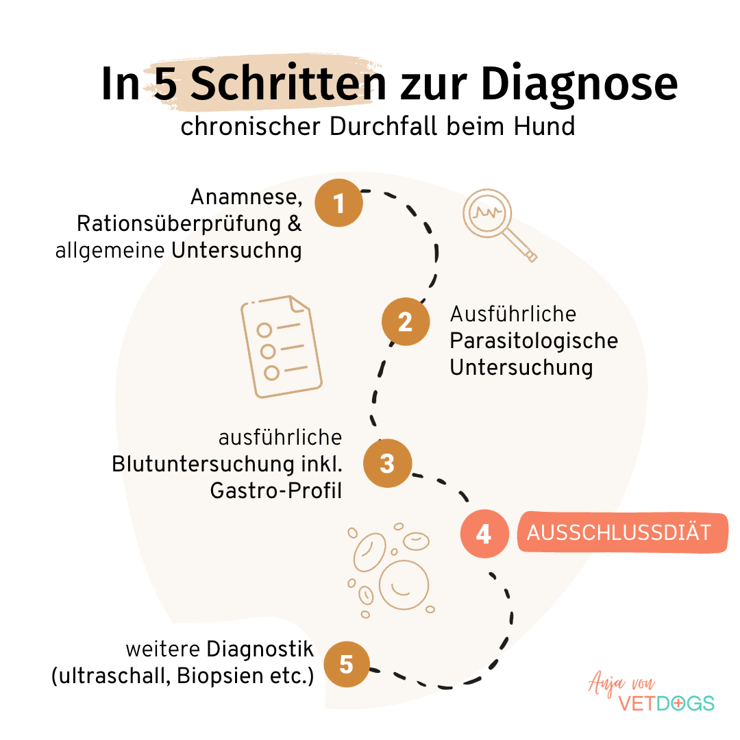 Durchfall-beim-Hund-Diagnostik