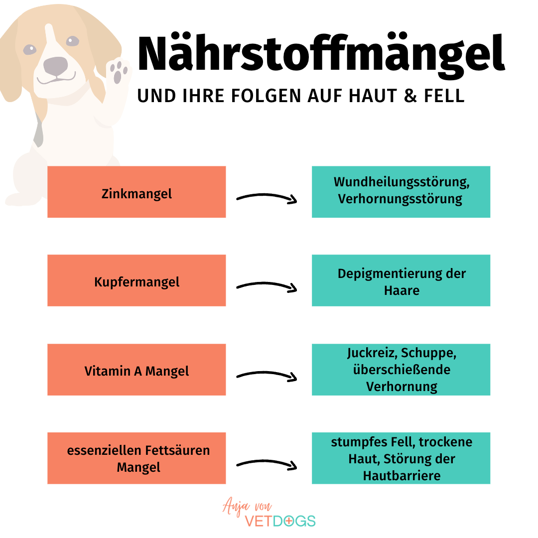 Nährstoffmängel-und-Hundeernährung