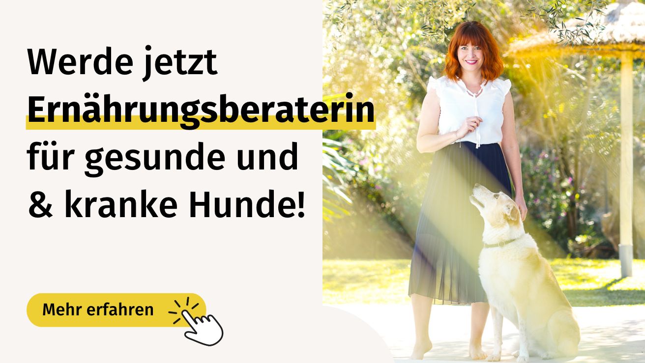 Bannergrafik - Mehr erfahren über die Ausbildung Ernährungsberater für Hunde