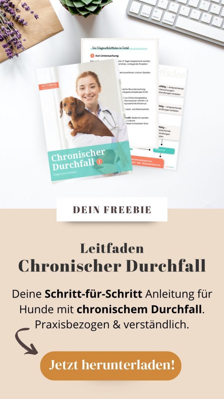Body Condition Score (BCS) beim Hund - So ermittelst du ihn richtig ...