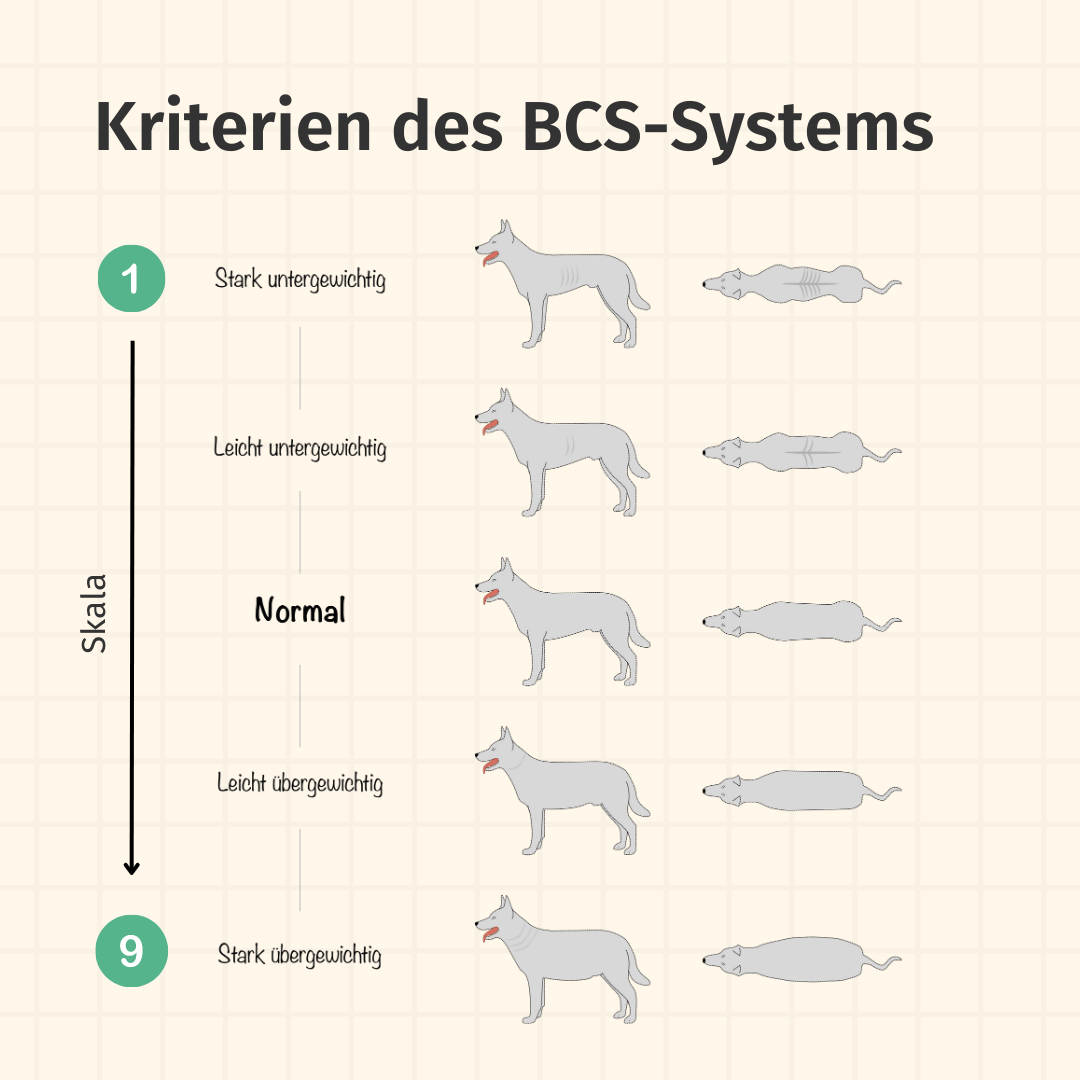 BCS-Score-beim-Hund