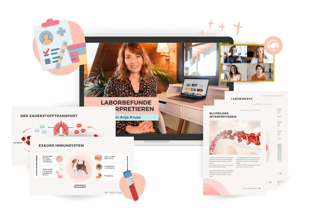 Onlineprogramm Laborbefunde Mockup