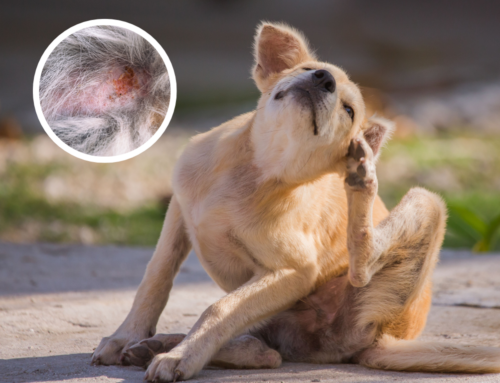 Die allerwichtigsten Dinge, die du bei der Eliminationsdiät eines Hundes mit Futtermittelallergien beachten musst!