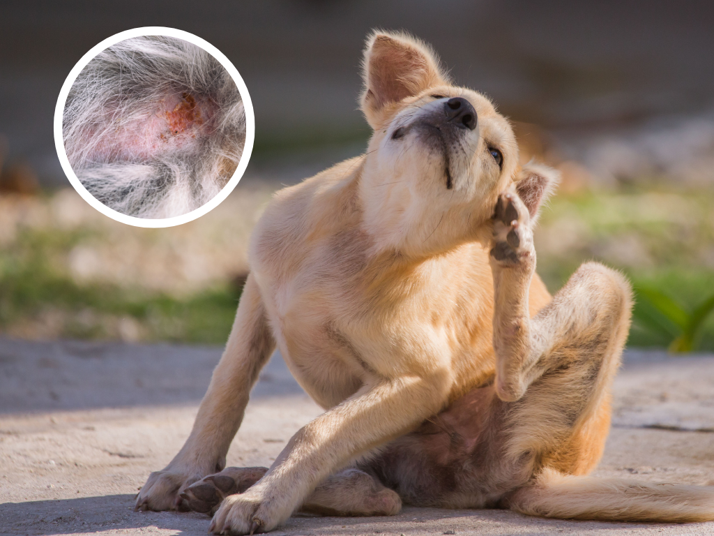 So-klasspt-die-Eliminationsdiät-Ausschlussdiät-beim-Hund