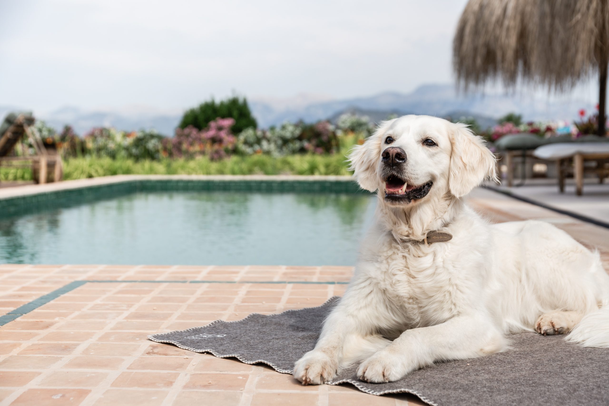 Sandra Buchers Hund auf Mallorca