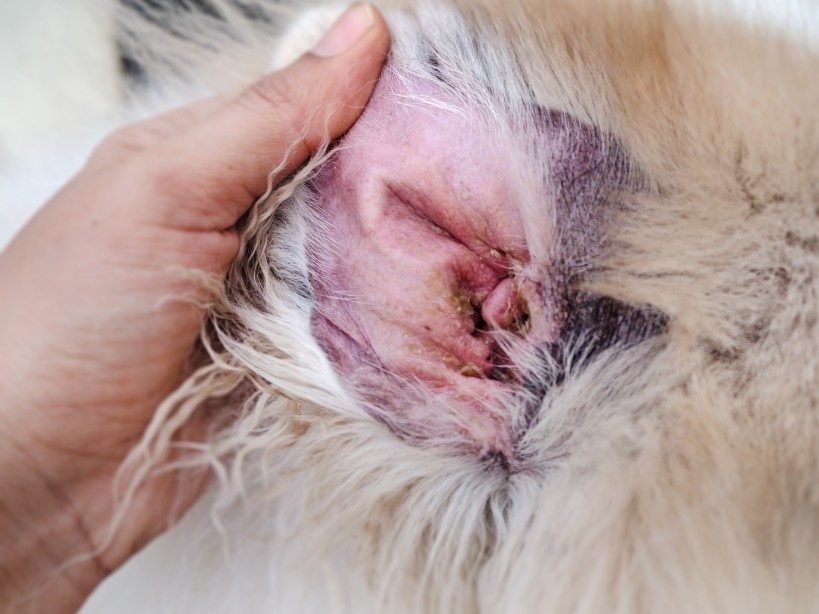 Otitis Externa-beim-Hund