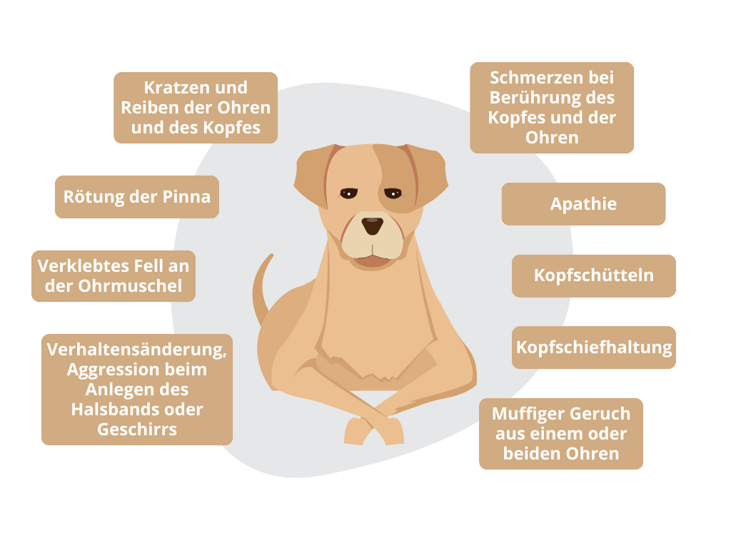 Symptome einer Otitis externa