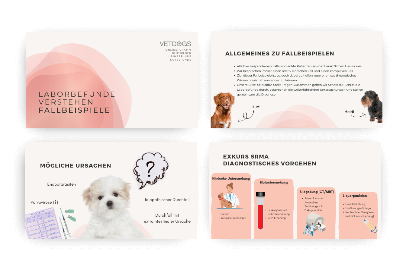 Laborparameter beim Hund zum üben