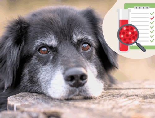Gesundheit im Alter: Warum Blutuntersuchungen (geriatrisches Profil) für Hunde-Senioren lebenswichtig sind