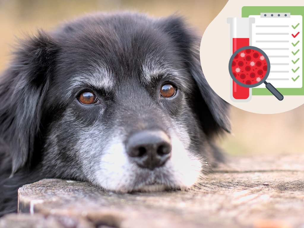 Sinnvolle-Untersuchungen-für-Hunde-Senioren