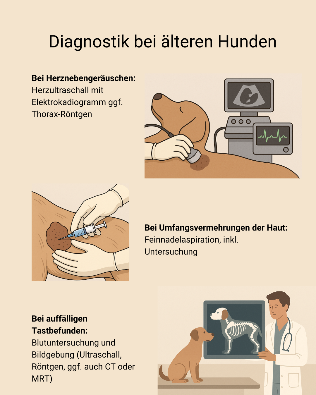 Blog-Hunde-Senioren-weiterführende-Diagnostik
