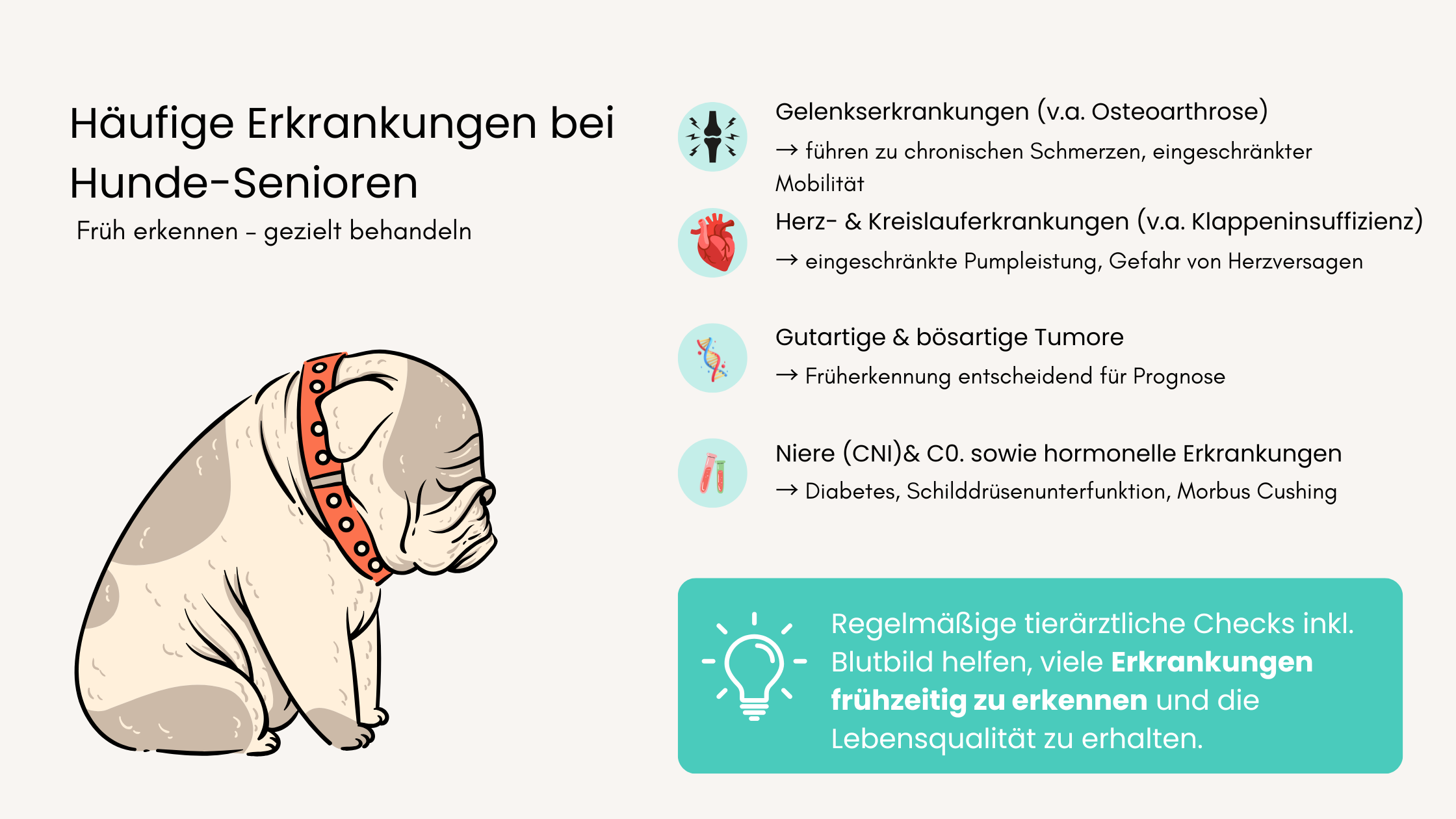 Geriatrische-Krankheiten-beim-Hund-Krankheiten-beim-alten-Hund
