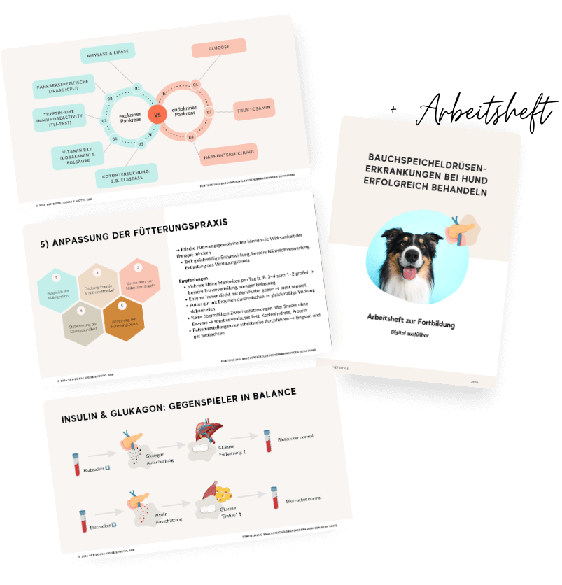 Dokumente Fortbildung Bauchspeicheldruese Hunde