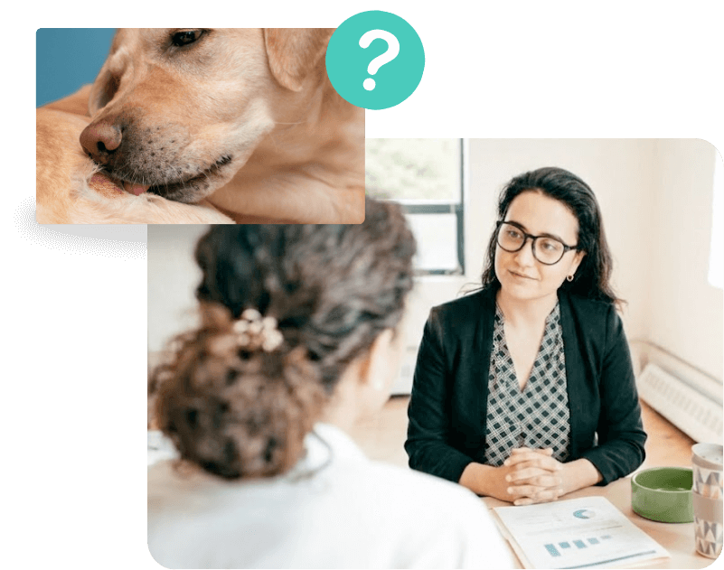 Fortbildung Futtermittelallergien Hund Beratung