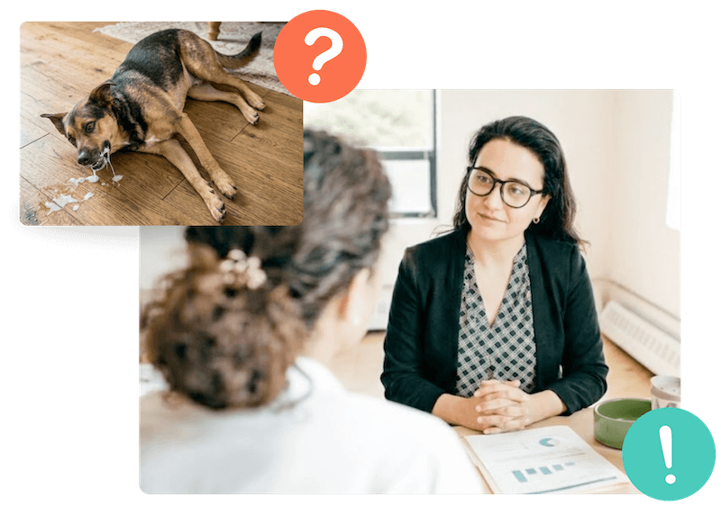 Hilfe bei Epilepsie beim Hund