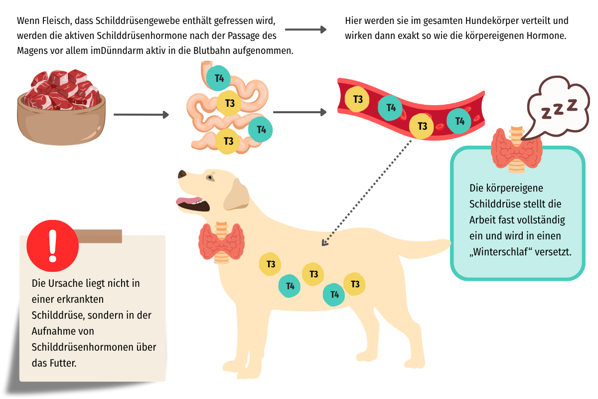 nutritive-hypertryreose-beim-hund-erklaert
